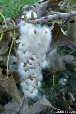 Eastern Cottonwood Tree (Populus Deltoides) - 1 Gallon Pot -Wilson Bros Gardens populus deltoides eastern cottonwood tree 10