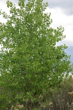 Eastern Cottonwood Tree (Populus Deltoides) - 1 Gallon Pot -Wilson Bros Gardens populus deltoides eastern cottonwood tree 2