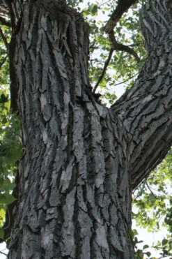 Eastern Cottonwood Tree (Populus Deltoides) - 1 Gallon Pot -Wilson Bros Gardens populus deltoides eastern cottonwood tree 5