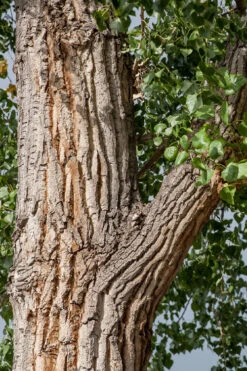 Eastern Cottonwood Tree (Populus Deltoides) - 1 Gallon Pot -Wilson Bros Gardens populus deltoides eastern cottonwood tree 7