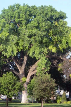 Eastern Cottonwood Tree (Populus Deltoides) - 1 Gallon Pot -Wilson Bros Gardens populus deltoides eastern cottonwood tree 8
