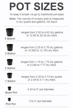 Red Heart Rose Of Sharon (Single Trunk Tree) - 5 Gallon Pot 7 Red Heart Rose Of Sharon (Single Trunk Tree) - 5 Gallon Pot -Wilson Bros Gardens pot size chart 2022 2983