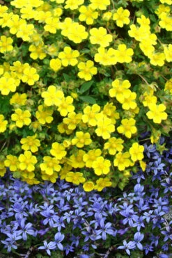 Creeping Alpine Cinquefoil (Potentilla Neumanniana 'Nana' ) - 5 Pack Of Pint Pots -Wilson Bros Gardens potentilla neumanniana nana dwarf creeping cinquefoil 2