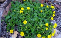Creeping Alpine Cinquefoil (Potentilla Neumanniana 'Nana' ) - 5 Pack Of Pint Pots -Wilson Bros Gardens potentilla neumanniana nana dwarf creeping cinquefoil 3
