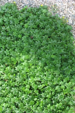 Creeping Alpine Cinquefoil (Potentilla Neumanniana 'Nana' ) - 5 Pack Of Pint Pots -Wilson Bros Gardens potentilla neumanniana nana dwarf creeping cinquefoil 4