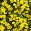 Creeping Alpine Cinquefoil (Potentilla Neumanniana 'Nana' ) - 5 Pack Of Pint Pots
