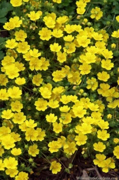 Creeping Alpine Cinquefoil (Potentilla Neumanniana 'Nana' ) - 5 Pack Of Pint Pots
