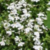 White Star Creeper (Pratia Angulata) - 5 Pack Of Pint Pots