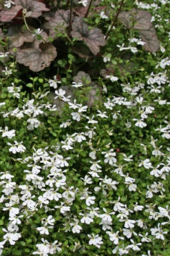 White Star Creeper (Pratia Angulata) - 5 Pack Of Pint Pots -Wilson Bros Gardens pratia angulata white star creeper 2