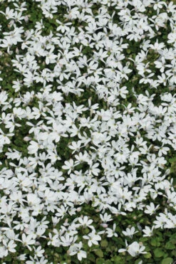 White Star Creeper (Pratia Angulata) - 5 Pack Of Pint Pots -Wilson Bros Gardens pratia angulata white star creeper 3