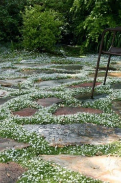 White Star Creeper (Pratia Angulata) - 5 Pack Of Pint Pots -Wilson Bros Gardens pratia angulata white star creeper 5