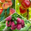 3-in-1 Fruit Cocktail Tree (Prunus) - 7 Gallon Pot