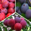3-in-1 Combo Plum Tree - 7 Gallon Pot