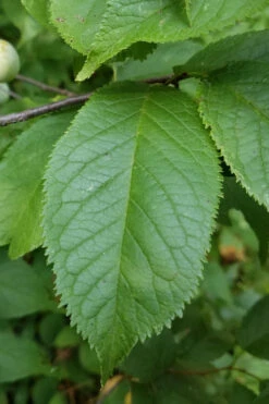 American Wild Plum Tree (Prunus Americana) - 3 Gallon Pot -Wilson Bros Gardens prunus americana american wild plum tree 10 2