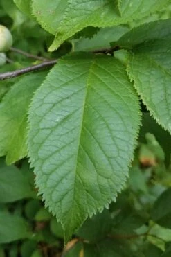 American Wild Plum Tree (Prunus Americana) - 3 Gallon Pot 14 American Wild Plum Tree (Prunus Americana) - 3 Gallon Pot -Wilson Bros Gardens prunus americana american wild plum tree 10