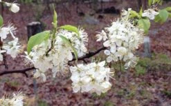 American Wild Plum Tree (Prunus Americana) - 1 Gallon Pot 15 American Wild Plum Tree (Prunus Americana) - 1 Gallon Pot -Wilson Bros Gardens prunus americana american wild plum tree 11 1