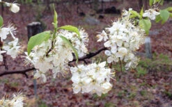 American Wild Plum Tree (Prunus Americana) - 1 Gallon Pot 15 American Wild Plum Tree (Prunus Americana) - 1 Gallon Pot -Wilson Bros Gardens prunus americana american wild plum tree 11 3