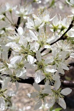 American Wild Plum Tree (Prunus Americana) - 3 Gallon Pot 11 American Wild Plum Tree (Prunus Americana) - 3 Gallon Pot -Wilson Bros Gardens prunus americana american wild plum tree 5