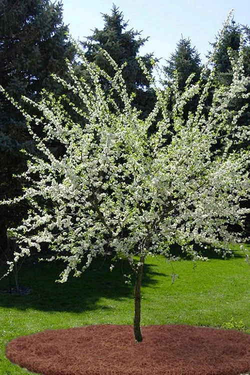 American Wild Plum Tree (Prunus Americana) - 3 Gallon Pot 6 American Wild Plum Tree (Prunus Americana) - 3 Gallon Pot - Image 6