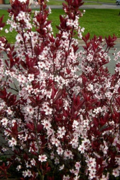 Purple Leaf Sand Cherry - 5 Gallon Pot 8 Purple Leaf Sand Cherry - 5 Gallon Pot -Wilson Bros Gardens prunus cistena purple leaf sand cherry 1