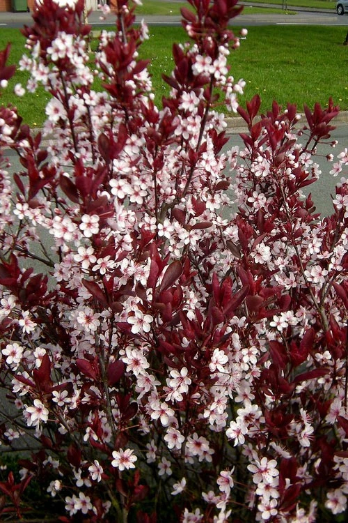 Purple Leaf Sand Cherry - 5 Gallon Pot 4 Purple Leaf Sand Cherry - 5 Gallon Pot - Image 4