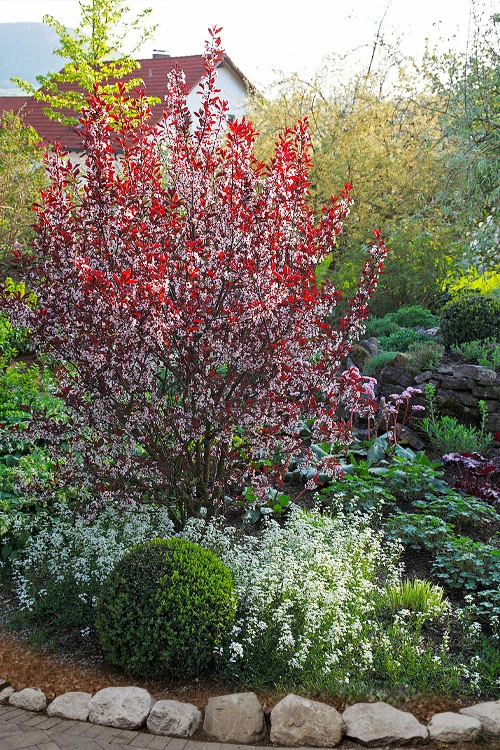 Purple Leaf Sand Cherry - 5 Gallon Pot 1 Purple Leaf Sand Cherry - 5 Gallon Pot