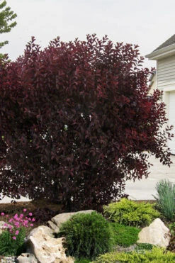 Purple Leaf Sand Cherry - 5 Gallon Pot 9 Purple Leaf Sand Cherry - 5 Gallon Pot -Wilson Bros Gardens prunus cistena purple leaf sand cherry 3