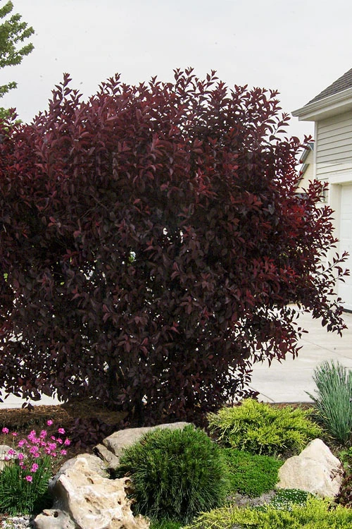 Purple Leaf Sand Cherry - 5 Gallon Pot 5 Purple Leaf Sand Cherry - 5 Gallon Pot - Image 5