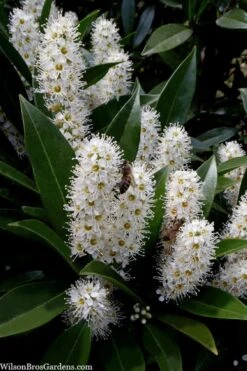 Otto Luyken English Laurel (Prunus Laurocersasus) - 6 Pack Of 1 Gallon Pots -Wilson Bros Gardens prunus laurocerasus otto luyken laurel 3 1