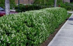 Otto Luyken English Laurel (Prunus Laurocersasus) - 1 Gallon Pot -Wilson Bros Gardens prunus laurocerasus otto luyken laurel 4