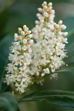 Volcano English Cherry Laurel (Prunus Laurocersasus) - 1 Gallon Pot -Wilson Bros Gardens prunus laurocerasus volcano english cherry laurel 4