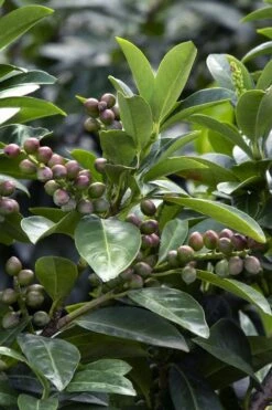 Volcano English Cherry Laurel (Prunus Laurocersasus) - 1 Gallon Pot -Wilson Bros Gardens prunus laurocerasus volcano english cherry laurel 6