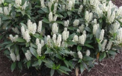 Zabel Laurel (Prunus Laurocersasus 'Zabeliana') - 1 Gallon Pot 9 Zabel Laurel (Prunus Laurocersasus 'Zabeliana') - 1 Gallon Pot -Wilson Bros Gardens prunus laurocerasus zabeliana zabel cherry laurel 1