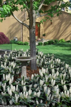 Zabel Laurel (Prunus Laurocersasus 'Zabeliana') - 1 Gallon Pot 8 Zabel Laurel (Prunus Laurocersasus 'Zabeliana') - 1 Gallon Pot -Wilson Bros Gardens prunus laurocerasus zabeliana zabel cherry laurel 2