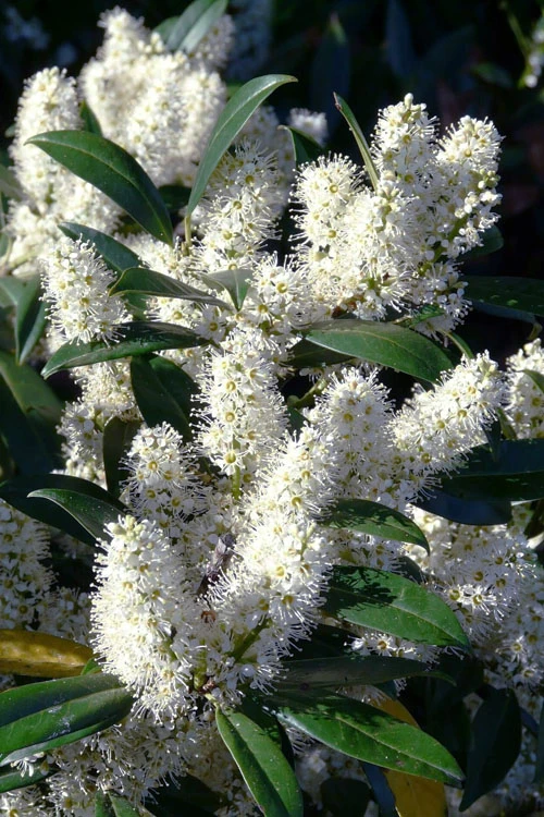 Zabel Laurel (Prunus Laurocersasus 'Zabeliana') - 1 Gallon Pot 1 Zabel Laurel (Prunus Laurocersasus 'Zabeliana') - 1 Gallon Pot
