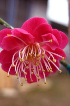 Kobai Japanese Flowering Apricot Tree - 2 Gallon Pot -Wilson Bros Gardens prunus mume kobai japanese flowering apricot 2