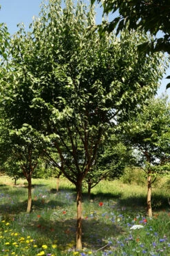 Kobai Japanese Flowering Apricot Tree - 2 Gallon Pot -Wilson Bros Gardens prunus mume kobai japanese flowering apricot 3