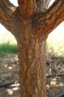 Kobai Japanese Flowering Apricot Tree - 2 Gallon Pot -Wilson Bros Gardens prunus mume kobai japanese flowering apricot 4