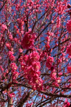 Kobai Japanese Flowering Apricot Tree - 2 Gallon Pot -Wilson Bros Gardens prunus mume kobai japanese flowering apricot 5
