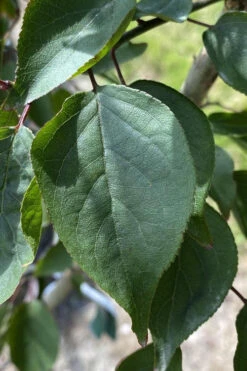 Kobai Japanese Flowering Apricot Tree - 2 Gallon Pot -Wilson Bros Gardens prunus mume kobai japanese flowering apricot 8