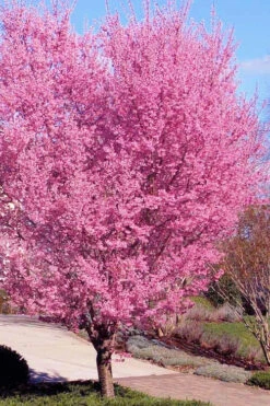 Okame Pink Flowering Cherry Tree - 7 Gallon Pot
