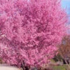Okame Pink Flowering Cherry Tree - 5 Gallon Pot (5-6')