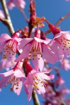 Okame Pink Flowering Cherry Tree - 5 Gallon Pot -Wilson Bros Gardens prunus okame flowering cherry 4