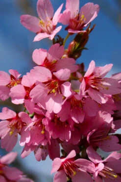 Okame Pink Flowering Cherry Tree - 7 Gallon Pot 10 Okame Pink Flowering Cherry Tree - 7 Gallon Pot -Wilson Bros Gardens prunus okame flowering cherry 6 4