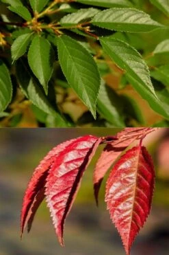 Okame Pink Flowering Cherry Tree - 3 Gallon Pot 11 Okame Pink Flowering Cherry Tree - 3 Gallon Pot -Wilson Bros Gardens prunus okame flowering cherry 7 1