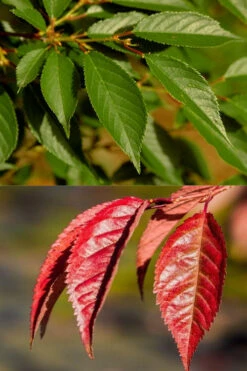 Okame Pink Flowering Cherry Tree - 7 Gallon Pot 11 Okame Pink Flowering Cherry Tree - 7 Gallon Pot -Wilson Bros Gardens prunus okame flowering cherry 7 4