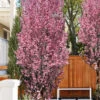 Corinthian Rose Flowering Peach Tree - 2 Gallon Pot (3-4')