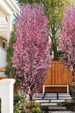 Corinthian Rose Flowering Peach Tree - 5 Gallon Pot