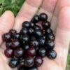 Wild Black Cherry Tree - 1 Gallon Pot