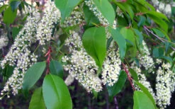 Wild Black Cherry Tree - 1 Gallon Pot -Wilson Bros Gardens prunus serotina wild black cherry tree 8 2